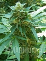 autocritical+-marihuana-nasiona.jpg