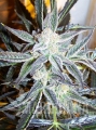 blue-kush-auto.jpg