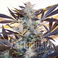 blue-kush-auto.jpg