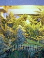 grapefruitnew-marihuana-nasiona.jpg