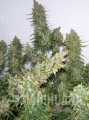 moby-dick-auto.jpg