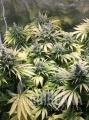 northern-light-auto.jpg