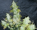 DEVIL'S KISS AUTO