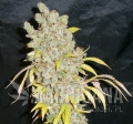 DEVIL'S KISS AUTO