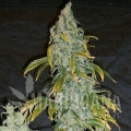 DEVIL'S KISS AUTO