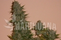 Dark Jack Auto