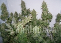 Moby Dick Auto