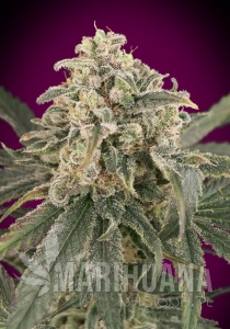 Auto Amnesia XXL - ADVANCED SEEDS