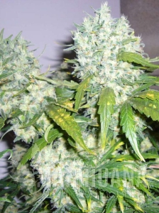 Super Skunk