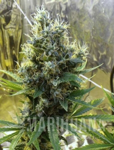 Sour Diesel Auto