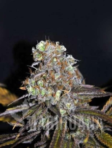 CBD Critical Mass (ODMIANA MEDYCZNA)