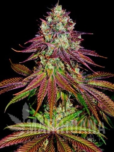 Mimosa x Orange Punch