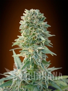 Auto Jack Herer - ADVANCED SEEDS