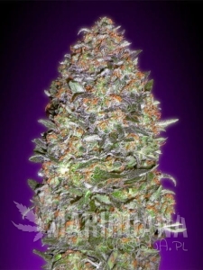 Auto NYC Diesel - ADVANCED SEEDS