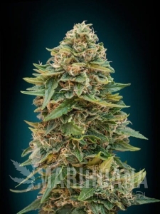 Auto Skunk 47 - ADVANCED SEEDS