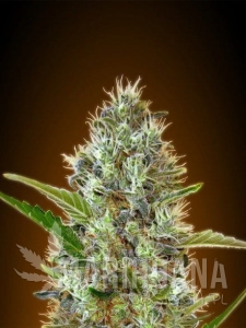 Auto Somango - ADVANCED SEEDS