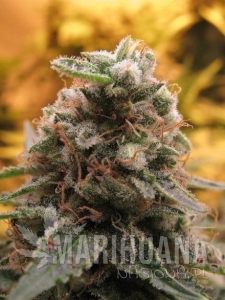 Top 69 Automatic - ADVANCED SEEDS