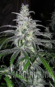 N.Y.C Diesel