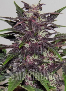 Purple Kush