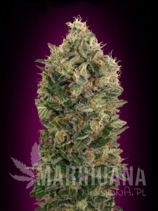 Auto Black Diesel - ADVANCED SEEDS
