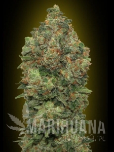 Auto Critical Soma - ADVANCED SEEDS