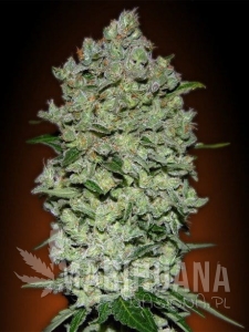 Automatik Collection #1 - ADVANCED SEEDS