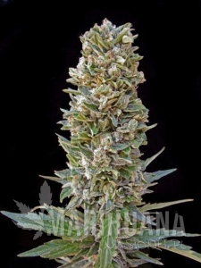 Automatik Mix - ADVANCED SEEDS