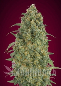 Auto Strawberry Gum - ADVANCED SEEDS