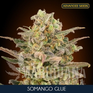 Somango Glue - ADVANCED SEEDS