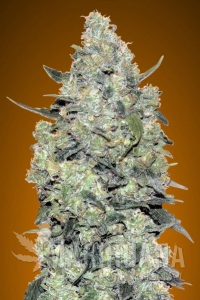 Auto Critical Mass - ADVANCED SEEDS