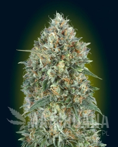 Auto GELATO #33 - ADVANCED SEEDS