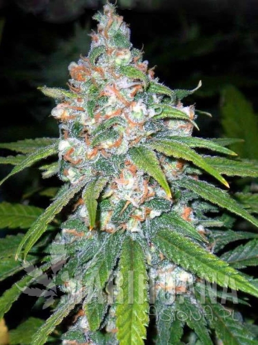 super-lemon-haze2-marihuana-nasiona.jpg