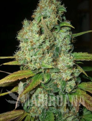 auto power plant-marihuana-nasiona.jpg