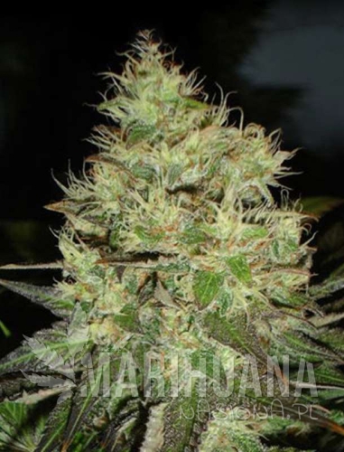 jackherer-marihuana-nasiona.jpg
