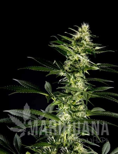 himalaya gold-marihuana-nasiona.jpg