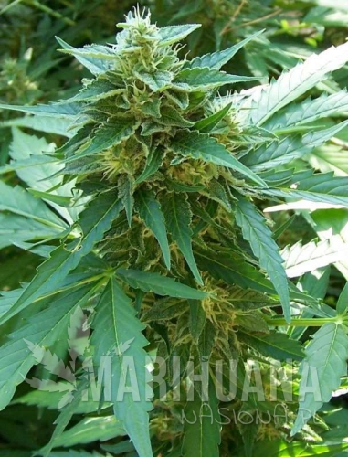 autocritical+-marihuana-nasiona.jpg