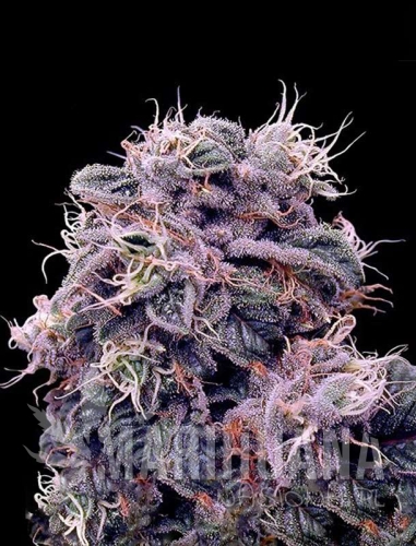 blueberry22-marihuana-nasiona.jpg