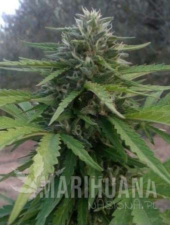 amnesialemonauto-marihuana-nasiona.jpg