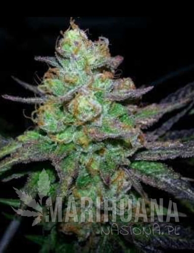 candy_kush_fast-marihuana-nasiona.jpg