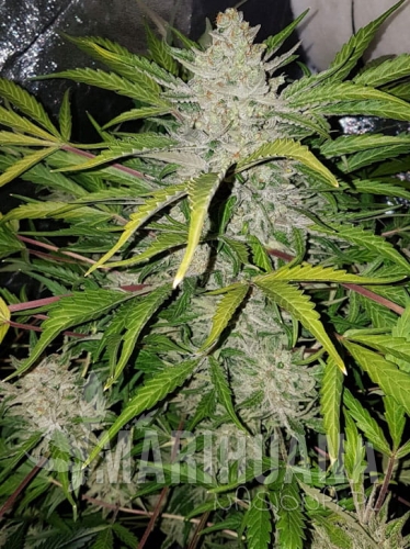 amnesia-haze-auto.jpg