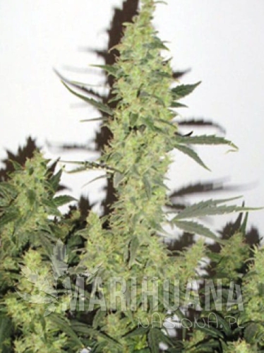 big-devil-xl-auto.jpg