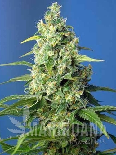 cheese-xxl-marihuana-nasiona.jpg