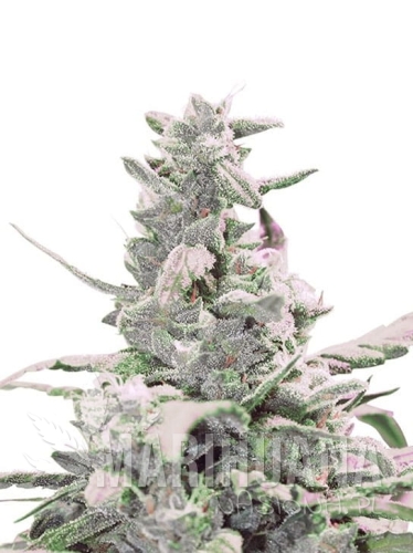 creamatic-auto.jpg