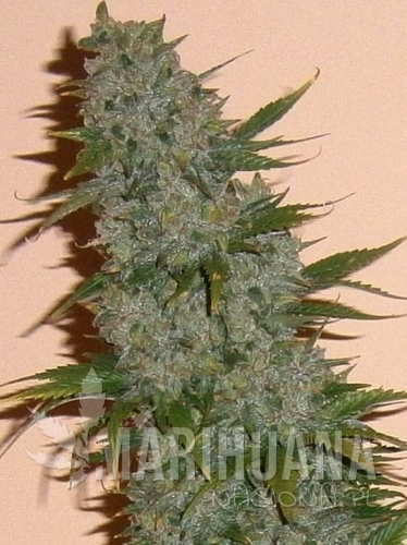dark-jack-auto.jpg