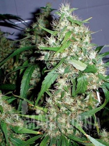 critical-kush-auto.jpg