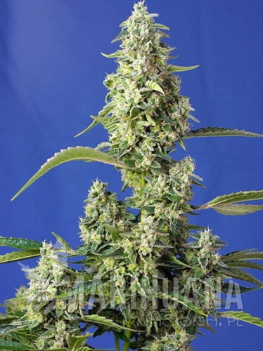 gorilla-girl-xxl-auto.jpg