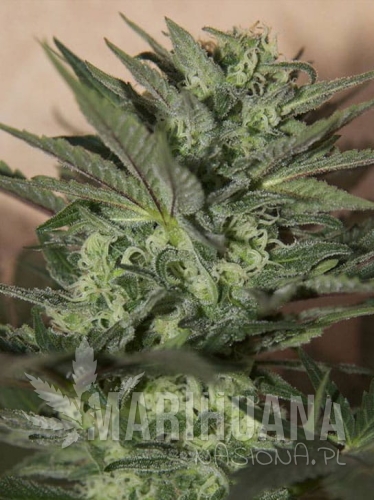 great-white-shark-auto.jpg