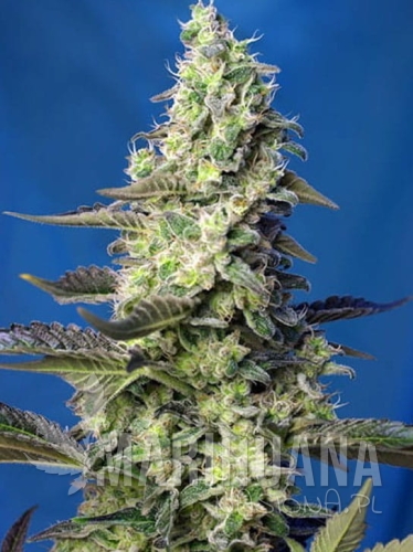 green-poison-xxl-auto.jpg
