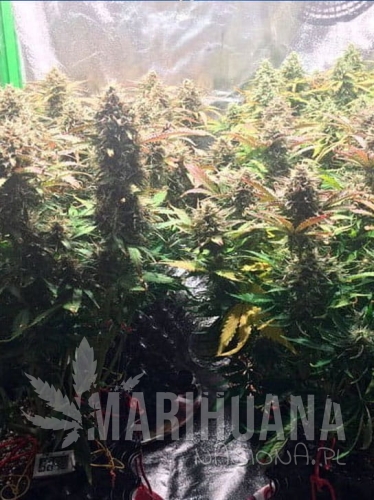 jack-herer-47-auto.jpg