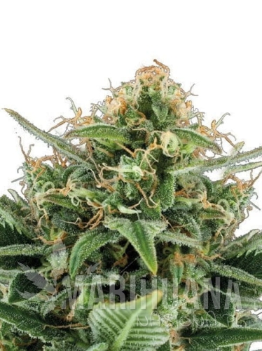 jack-herer-auto.jpg